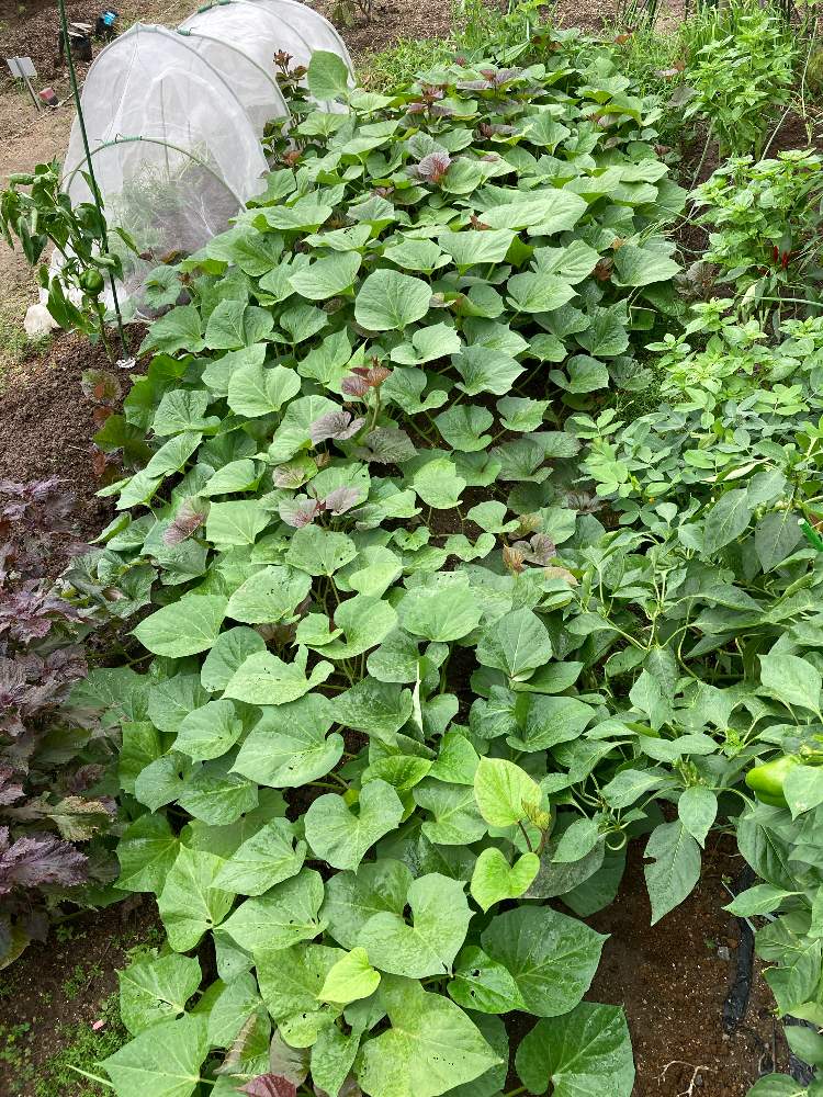 安納芋の栽培 ツル採りして育ててます Greensnap グリーンスナップ