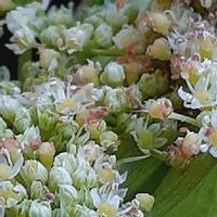 あしたば 明日葉 の育て方 種まきや収穫の時期は 栽培のコツは Greensnap グリーンスナップ