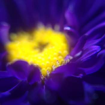 紫チーム✨の画像 by *hiro*さん | アスターと種まきと♯種まきと紫チーム✨と種から育てるとおうち園芸と初めての花とマクロ撮影と♯マクロ撮影と花のある暮らし
