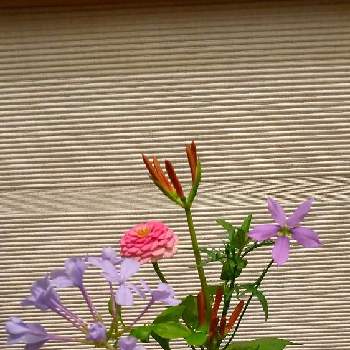 ローレンティア・フィズアンドポップの画像 by あななさん | 玄関と彼岸花と花のある生活とローレンティアフィズ＆ポップ　スカイブルーと暮らしに花をとルリマツリ♪と花のある暮らしとローレンティア・フィズアンドポップとジニア百日草