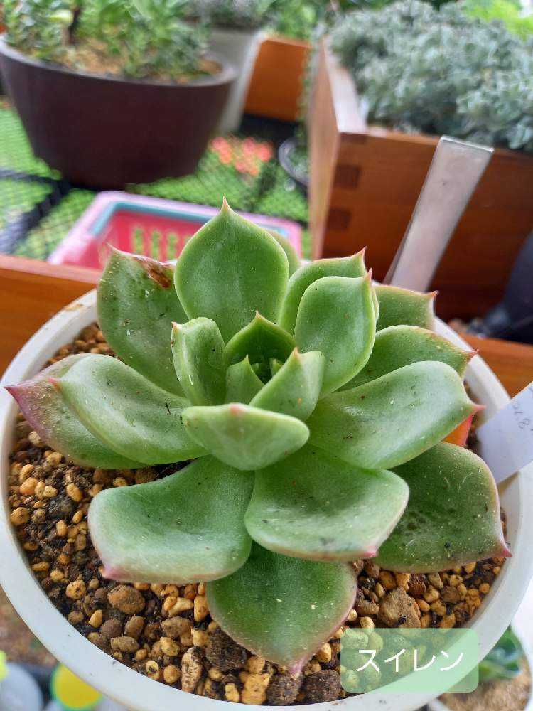 64A💐🌹💐スイレン スリョン ウォーターリリー｜🍀GreenSnap（グリーン