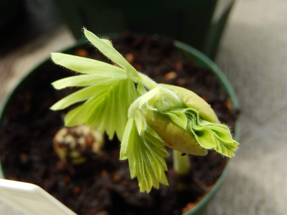 種子からタマリンドをそだてる 再度チャレンジ Greensnap グリーンスナップ