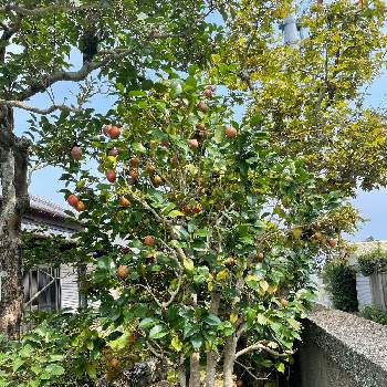 椿の実の投稿画像一覧 Greensnap グリーンスナップ