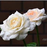 Q03olyme6agozm Q03olyme6agozm