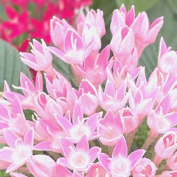 花の形が可愛いの投稿画像一覧 Greensnap グリーンスナップ