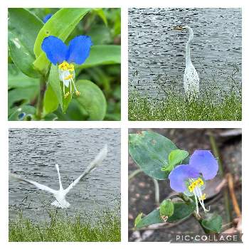 蛍草の投稿画像一覧 Greensnap グリーンスナップ