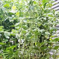 ブラッククローバーの育て方 種まきや植え替えの時期は Greensnap グリーンスナップ