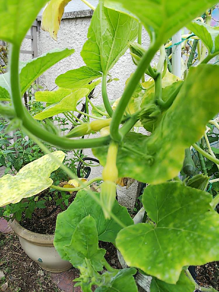 夏野菜の投稿画像 By Michiさん プランター菜園とプチ家庭菜園とカボチャ 21月9月1日 Greensnap グリーンスナップ