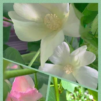 綿の花の画像 by エリザベス✲ﾟさん | バルコニー/ベランダと綿の花とコットンボール(綿)とピンクの綿の花と綿の実と可愛い花とわたとチーム愛知