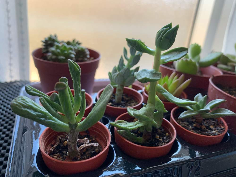 初心者 見切り10円の多肉たちを育ててみる Greensnap グリーンスナップ