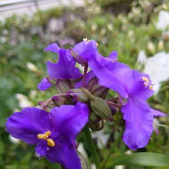 紫露草(ムラサキツユクサ)の画像 by ななさん | 紫露草(ムラサキツユクサ)と花のある暮らしとなな 散歩☆～♪