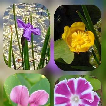大泉緑地公園の画像 by hiroさん | コウホネの花と医療関係者に感謝とJuneの会とコロナに負けるな‼️と大泉緑地公園