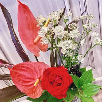 赤ドラセナ。の画像 by アィリィさん | 部屋とお花屋さんのお花とアンスリウム　ピンクとアストランチア♪と赤ドラセナ。と秋色と花のある暮らしとお花と薔薇♪