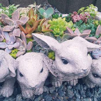 うさぎシリーズの投稿画像一覧 Greensnap グリーンスナップ