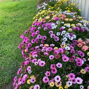 アフリカンデージーの投稿画像一覧 Greensnap グリーンスナップ