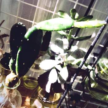 植物棚DIYの画像 by エントロピィさん | 部屋と墨こけしとサボテン水耕栽培と我が家の窓辺と植物棚DIYと何でも水耕栽培してしまう症候群と水耕栽培とただいま乾燥中。と接着剤を使ってみた。