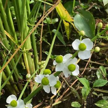 オモダカ科の投稿画像一覧 Greensnap グリーンスナップ