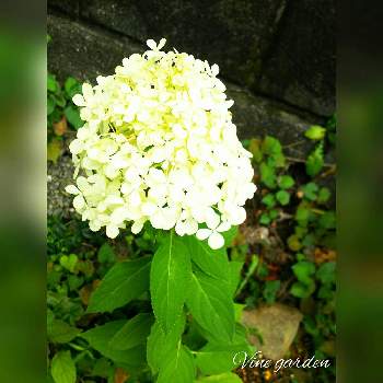 花の色が変化の画像 by ツル植物だらけの庭さん | 小さな庭とノリウツギとパニキュラータ ライムライトとハイドランジアパニキュラータと白い花と夏の花と花の色が変化とドライフラワー向き