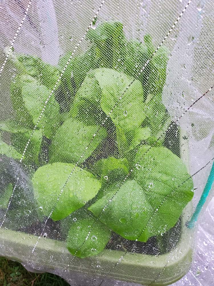 プランターで小松菜栽培 Greensnap グリーンスナップ