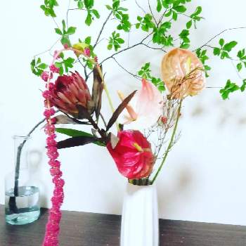 アマランサスの投稿画像一覧 Greensnap グリーンスナップ