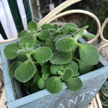 キッチンハーブの投稿画像一覧 Greensnap グリーンスナップ