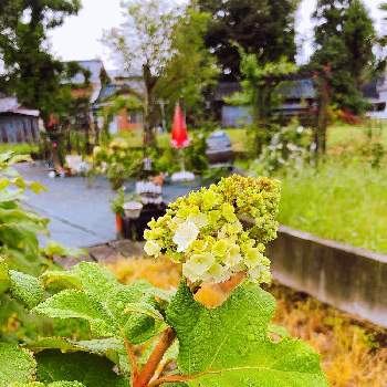 柏葉紫陽花 の投稿画像一覧 Greensnap グリーンスナップ