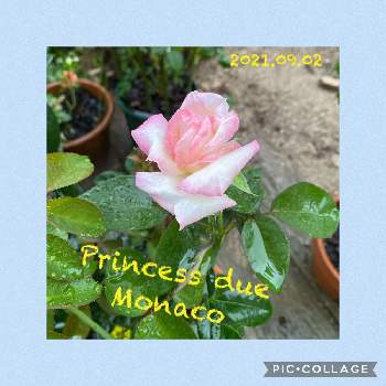 薔薇プリンセスドゥモナコ，の画像 by ピオニーさん | 小さな庭と鉢植えで楽しむと薔薇プリンセスドゥモナコ，とバラ 鉢植えとプリンセス♡♡とバラを楽しむ