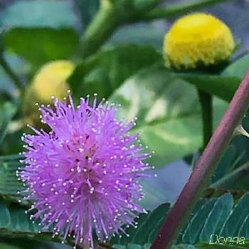 オランダセンニチの投稿画像一覧 Greensnap グリーンスナップ