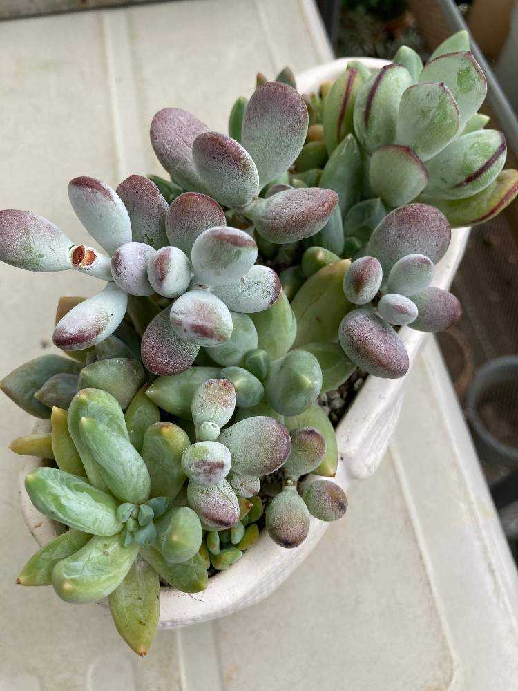 2021年秋寄せ植え直し🌈｜🍀GreenSnap（グリーンスナップ）