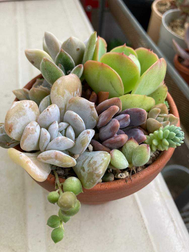 2021年秋寄せ植え直し🌈｜🍀GreenSnap（グリーンスナップ）