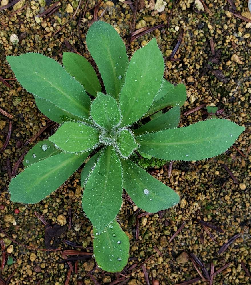 メコノプシス グランディス 育成記録 第一章 Greensnap グリーンスナップ