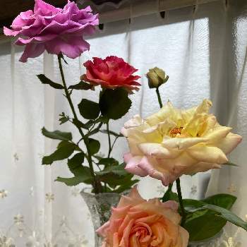 ラ・パリジェンヌの画像 by TAKAさん | 小さな庭とラ・パリジェンヌとピースとバラ(ヴィオレ パルフュメ)と花のある暮らしとチーム岐阜とT's薔薇2021