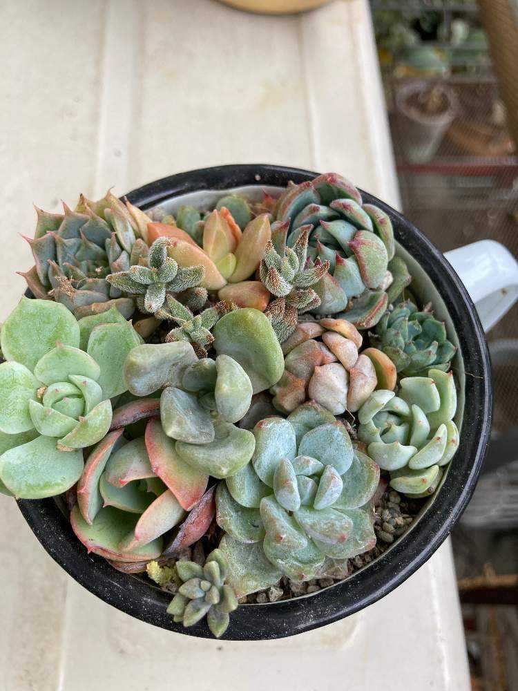 2021年秋寄せ植え直し🌈｜🍀GreenSnap（グリーンスナップ）