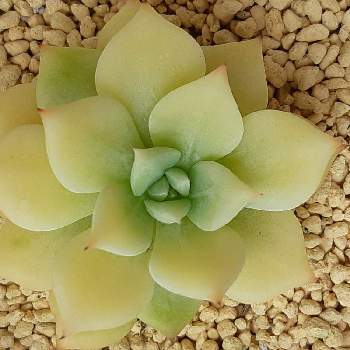 Eマリアの投稿画像一覧 Greensnap グリーンスナップ