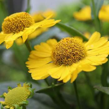 ヘレニウム（団子菊）の画像 by hiroshiさん | 小さな庭とヘレニウム（団子菊）とダンゴギク。とキク科とビタミンカラーと黄色の花と花のある暮らしと秋の花