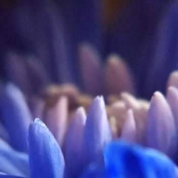 チーム・ブルー自己紹介の画像 by mimozaさん | 部屋とキクと青い花マニアとチーム・ブルー自己紹介とチームブルーNo.117とチーム・ブルーと青い夏の花2021とマクロで青い花を写そう！2021