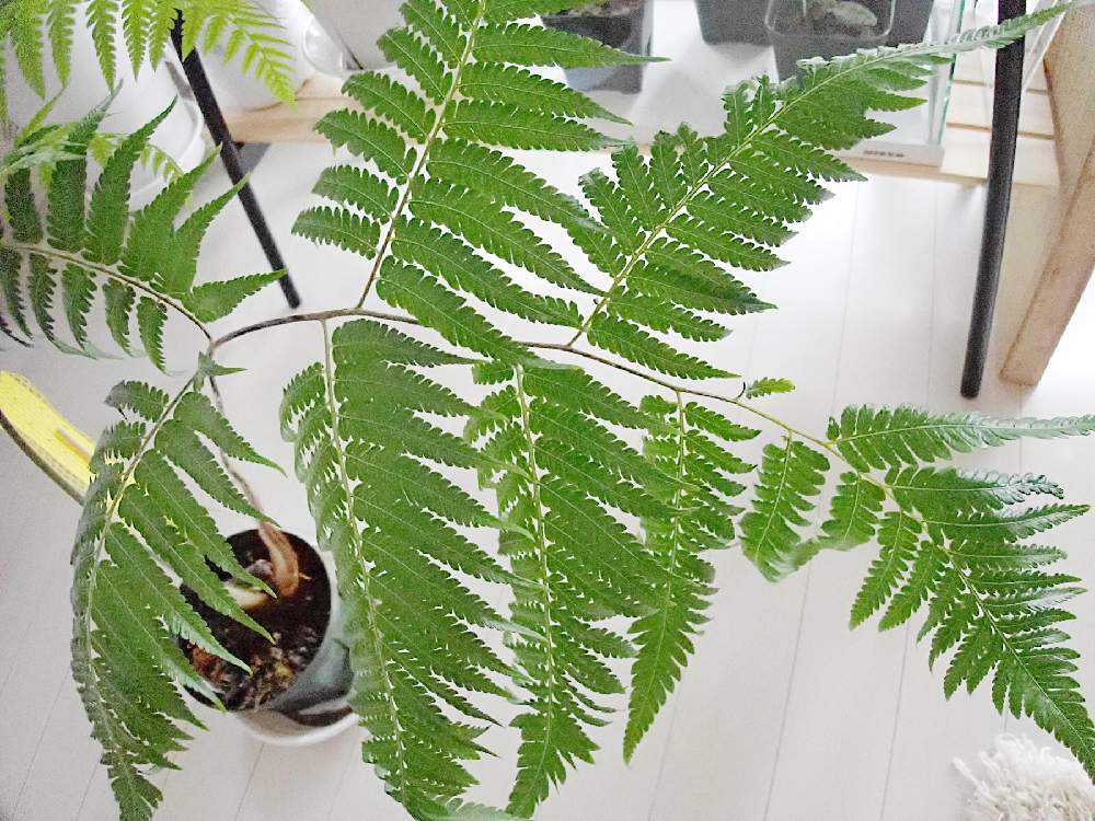 キンモウコウたち｜🍀GreenSnap（グリーンスナップ）