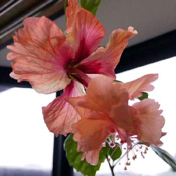 ハイビスカス.フラミンゴの画像 by レインさん | 窓辺とハイビスカスと観葉植物とオレンジ色の花とハイビスカス.フラミンゴとGS映えとハイビスカス-2021と ハイビスカスとテンション⤴︎とGREEN UP!とおおきくなあれと育成中と咲いた！