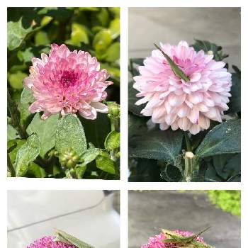 ポンポンマムの画像 by mimimiさん | キクとポンポンマムといつもありがとう♡と今日のお花とおんぶバッタとおうち園芸