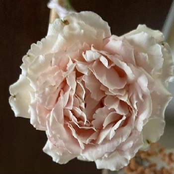夏のバラの画像 by つぶあんさん | バラ ローズポンパドールとふりふりと夏のバラと幸せとドライフラワーと大好きと可愛い色とバラ・ドライフラワーと美しいといい香りと可愛いと花のある暮らし