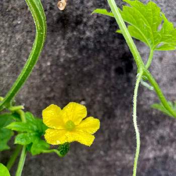 野菜の花の投稿画像一覧 Greensnap グリーンスナップ
