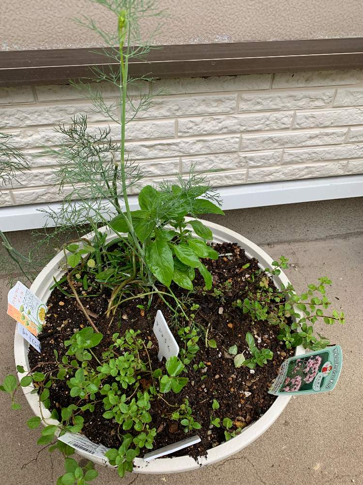 オレガノの投稿画像 By Setsukoiwaさん マジョラムとディルとハーブいろいろとバジル 21月9月2日 Greensnap グリーンスナップ Greensnap グリーンスナップ