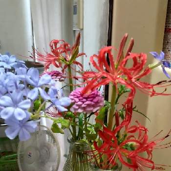 ローレンティア・フィズアンドポップの画像 by あななさん | バス/トイレと茎がクリンクリンに丸まると彼岸花と花のある生活と暮らしに花をとルリマツリ♪と花のある暮らしとローレンティア・フィズアンドポップとジニア百日草