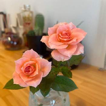 バラ・セントラルローズの画像 by みんみんさん | 玄関と増やしたい！とバラ・ミニ薔薇とバラ・セントラルローズと切り花とミニ薔薇
