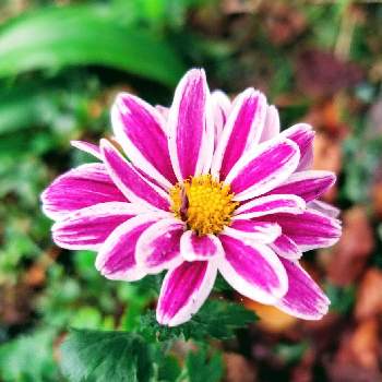 スプレーマム・セザンヌの画像 by まみさん | お出かけ先とスプレーマムとスプレーマムと大好き♡ピンク♡とスプレーマム。と今日のお花とピンクのお花とスプレーマム・セザンヌとスプレーキク