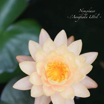 水生植物のある暮らしの投稿画像一覧 Greensnap グリーンスナップ