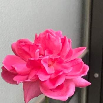 薔薇パレードの画像 by ちーたんさん | 開花とばら バラ 薔薇とバラのある暮らしと薔薇パレードと花のある暮らしとバラを楽しむ