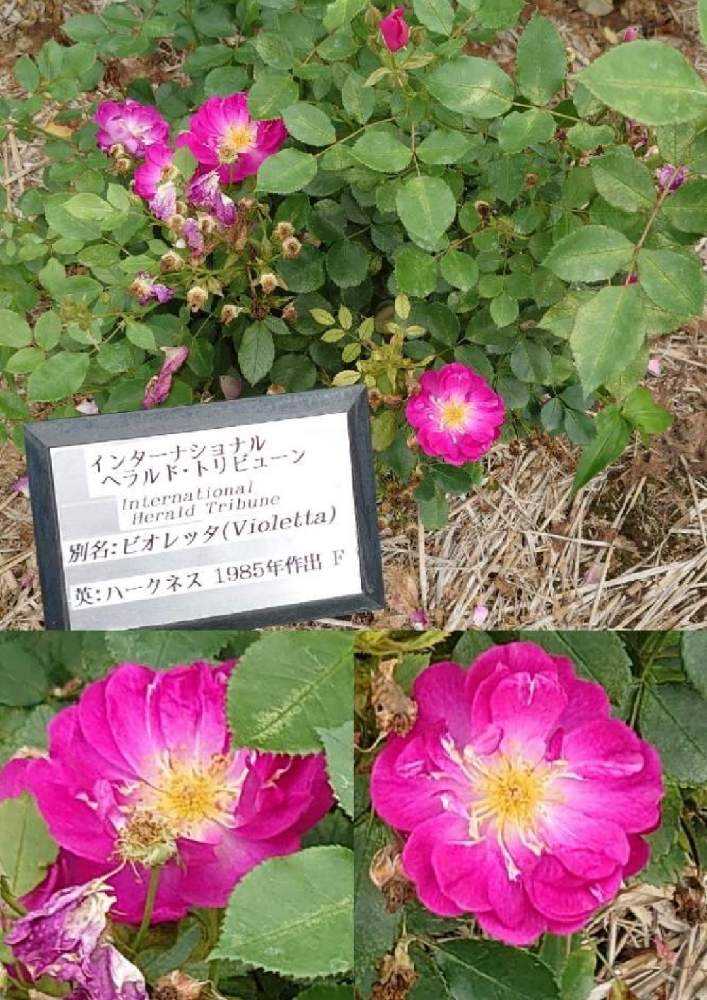 青い薔薇 様@オーダー品 x 4 Amazon.co.jp: ビーズクラブ アルミ薔薇パーツ K-064 ブルー