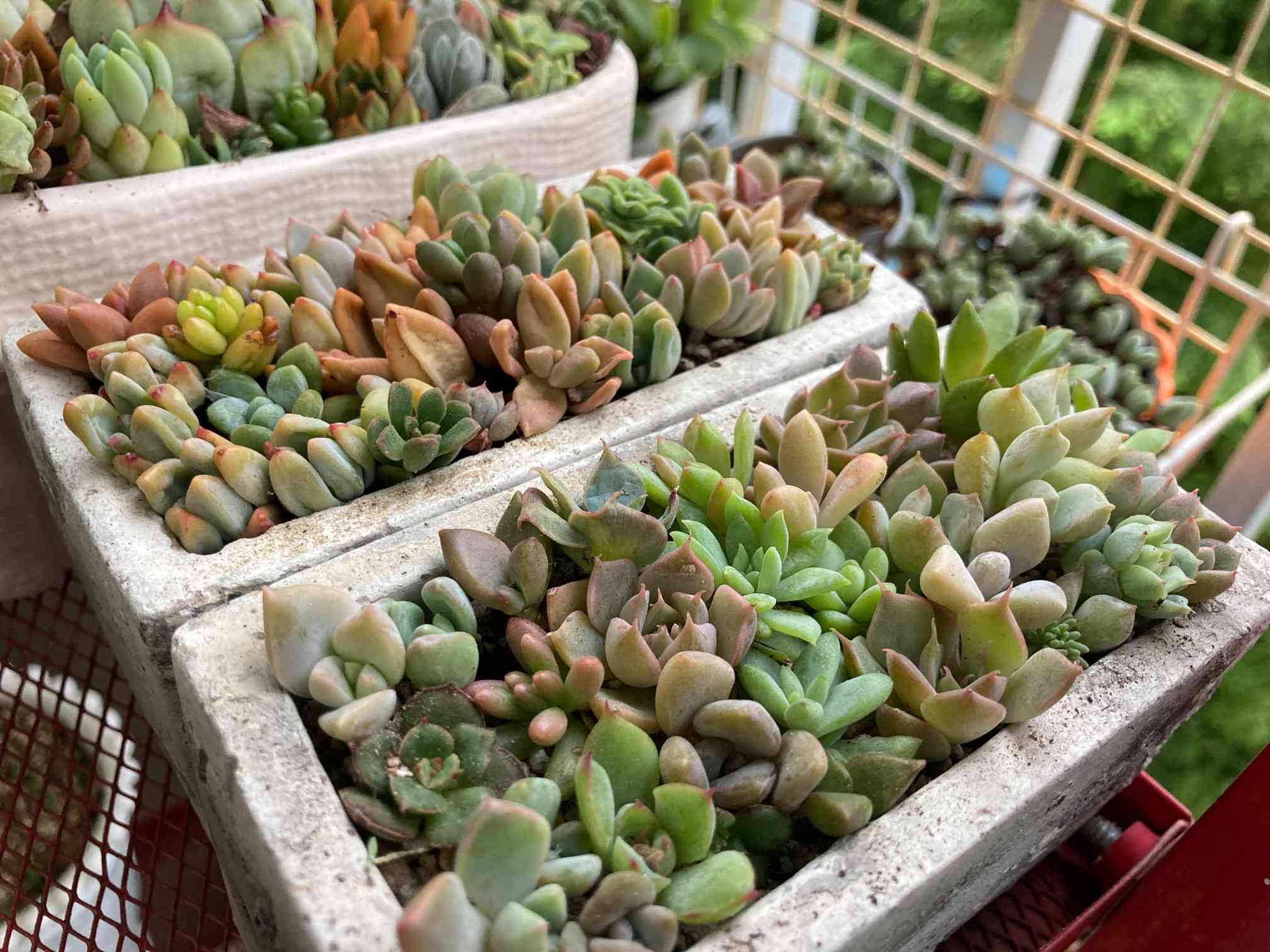 2021年秋寄せ植え直し🌈｜🍀GreenSnap（グリーンスナップ）