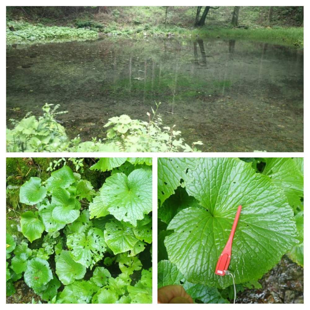 ワサビの投稿画像 By ガンゼキランさん 湧水池 とお出かけ先と山地と山地 21月9月2日 Greensnap グリーンスナップ Greensnap グリーンスナップ